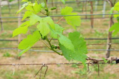 Taze üzüm bağ çimlenme yeni