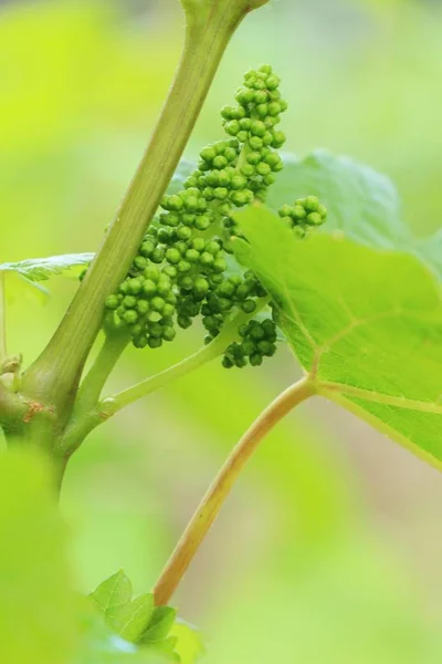 Raisins frais nouvelle germination dans le vignoble — Photo