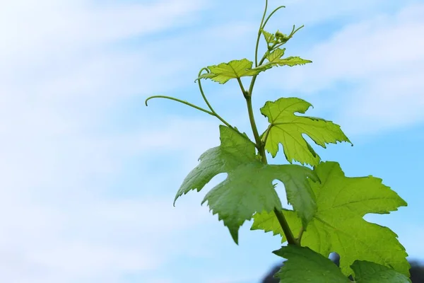 Świeże winogrona nowych pędów z nieba — Zdjęcie stockowe