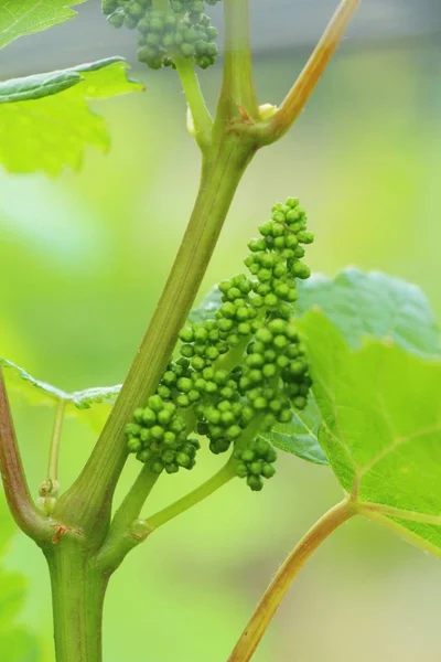 Raisins frais nouvelle germination dans le vignoble — Photo