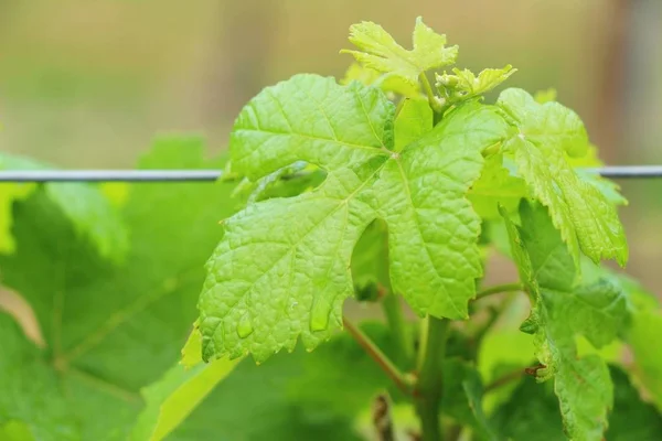 Raisins frais nouvelle germination dans le vignoble — Photo