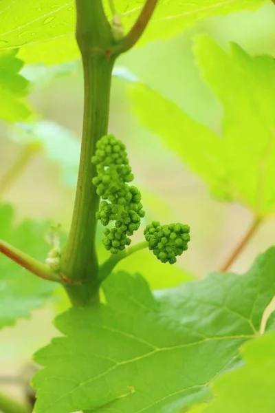 Raisins frais nouvelle germination dans le vignoble — Photo