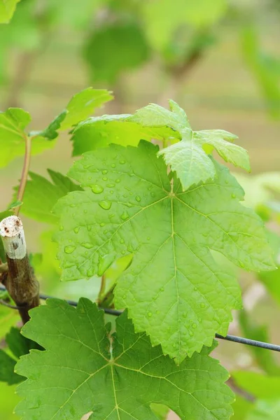 Raisins frais nouvelle germination dans le vignoble — Photo