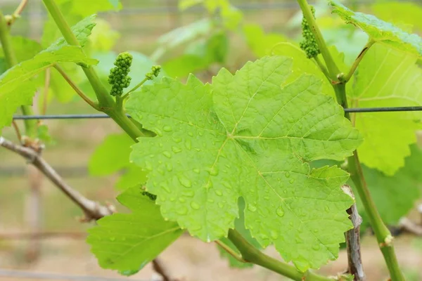 Raisins frais nouvelle germination dans le vignoble — Photo