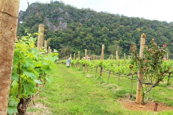 Frische Trauben im Weinberg mit der Natur — Stockfoto