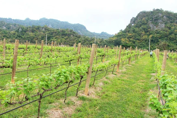 Färska druvor i vingården med naturen — Stockfoto