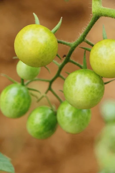 Verse tomaten op de boom in de tuin — Stockfoto