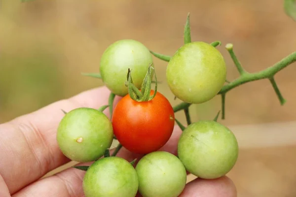 Färska tomater på trädet i trädgården — Stockfoto