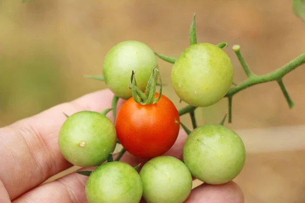 Tomates frescos na árvore no jardim — Fotografia de Stock