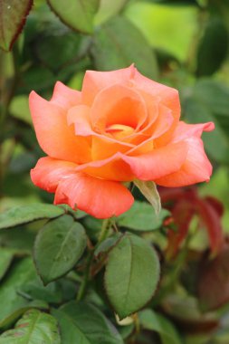 Güzel güller bahçede çiçek açan