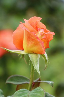 Güzel güller bahçede çiçek açan