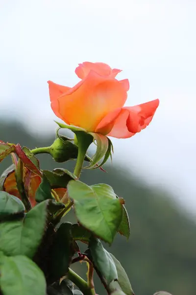 De belles roses fleurissent dans le jardin — Photo