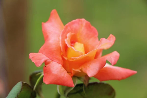 Hermosas rosas florecen en el jardín — Foto de Stock