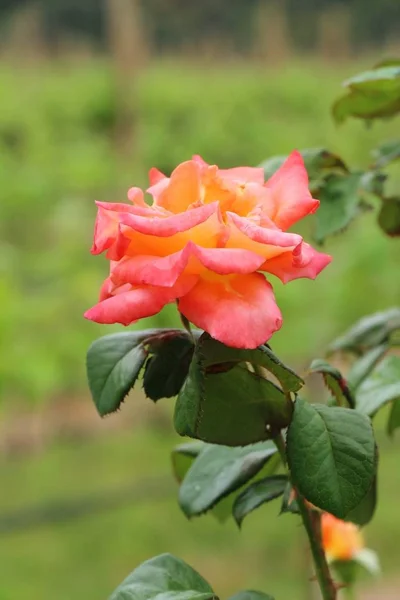 Vackra rosor blommar i trädgården — Stockfoto