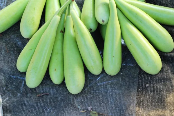 Vinter melon för matlagning på marknaden — Stockfoto