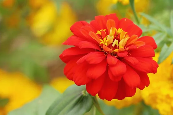 Schöne blühende bunte Blumen im Garten — Stockfoto