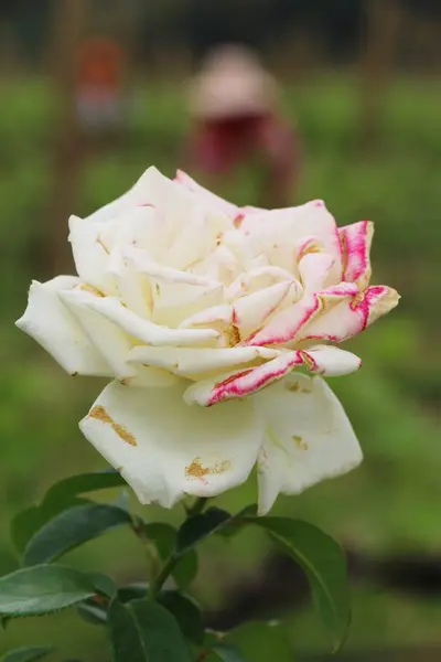 De belles roses fleurissent dans le jardin — Photo