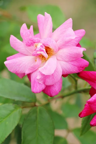 Hermosas rosas florecen en el jardín — Foto de Stock