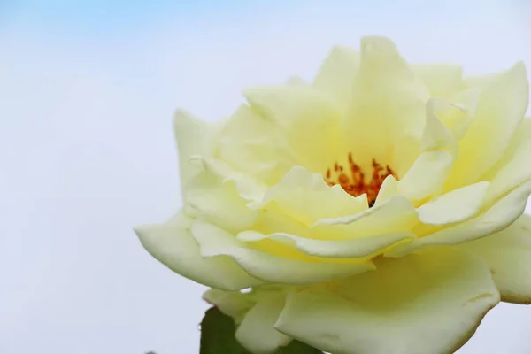 Hermosas rosas florecen en el jardín — Foto de Stock