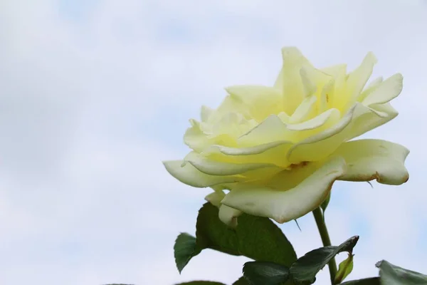 De belles roses fleurissent dans le jardin — Photo