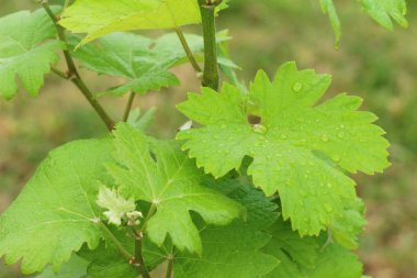 Taze üzüm bağ çimlenme yeni