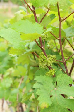 Taze üzüm bağ çimlenme yeni
