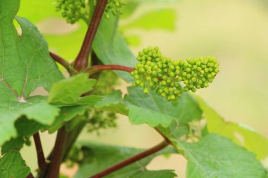 Taze üzüm bağ çimlenme yeni