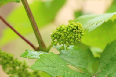 Taze üzüm bağ çimlenme yeni