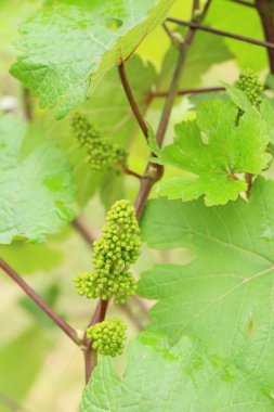 Taze üzüm bağ çimlenme yeni