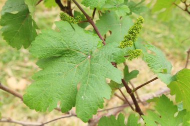 Taze üzüm bağ çimlenme yeni