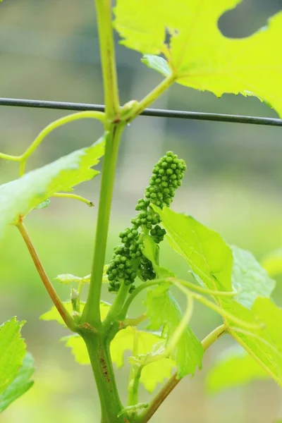 Świeże winogrona nowych pędów w winnicy — Zdjęcie stockowe