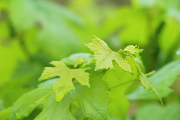 Verse druiven nieuwe kiemen in de wijngaard — Stockfoto