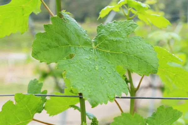 Raisins frais nouvelle germination dans le vignoble — Photo