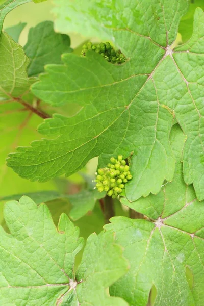 Raisins frais nouvelle germination dans le vignoble — Photo