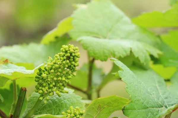 Raisins frais nouvelle germination dans le vignoble — Photo