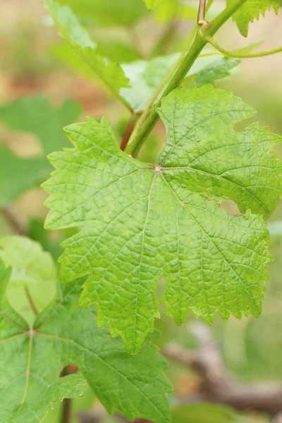 Свіжий виноград нові паростки в винограднику — стокове фото