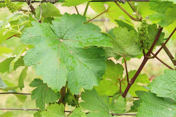Свіжий виноград нові паростки в винограднику — стокове фото
