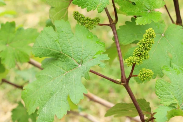 Raisins frais nouvelle germination dans le vignoble — Photo