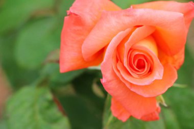 Güzel güller bahçede çiçek açan