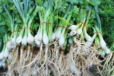 Taze soğan ve kişniş içinde belgili tanımlık çarşı