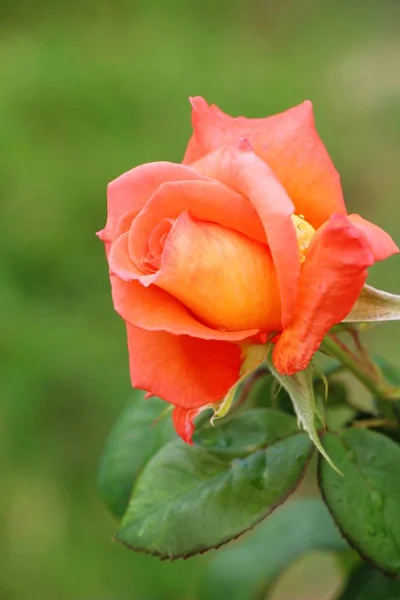 Piękne róże jest w pełnym rozkwicie w ogrodzie — Zdjęcie stockowe