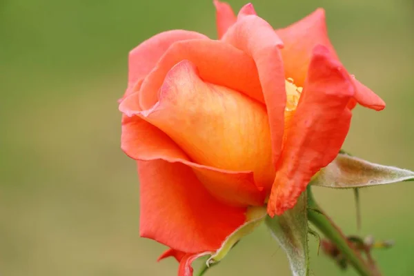 बागेत सुंदर गुलाब फुलत आहे — स्टॉक फोटो, इमेज