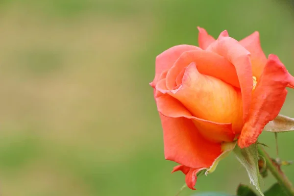 Güzel güller bahçede çiçek açan — Stok fotoğraf