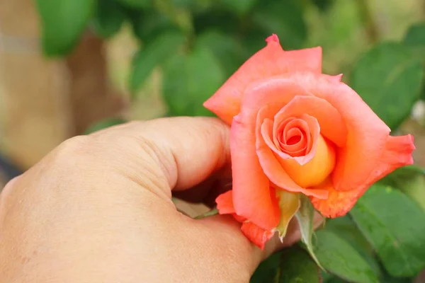 De belles roses fleurissent dans le jardin — Photo