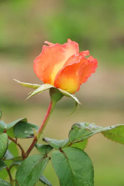 Kaunis ruusut kukkivat puutarhassa — kuvapankkivalokuva