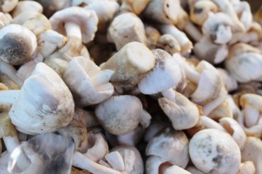 Belgili tanımlık çarşı içinde yemek pişirmek için taze mantar