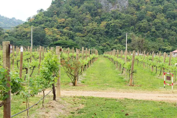 Raisins frais dans le vignoble avec la nature — Photo