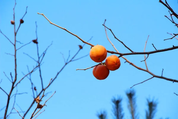 Cachi maturi su un albero in inverno — Foto Stock