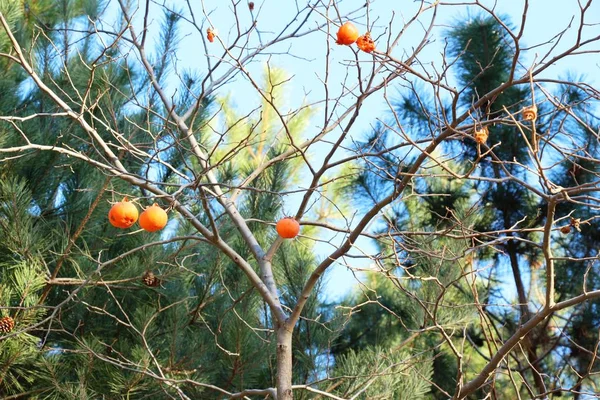 El caqui maduro sobre el árbol en invierno — Foto de Stock
