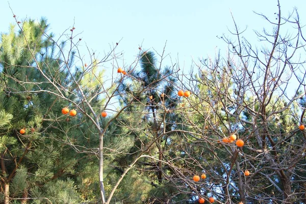 Cachi maturi su un albero in inverno — Foto Stock